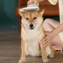 Щітка-фен для вовни тварин RIAS PET Grooming Dryer WN-10 2в1 (3_01721)
