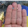Серьги протяжки с желто-голубыми фианитами Maxi Silver 9223