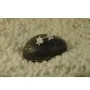 Серьги цветки Maxi Silver 7961