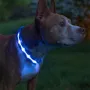 Светодиодный LED ошейник No Brand Blue XL USB