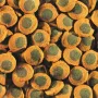 Корм для травоїдних донних риб Tetra Pleco Multi Wafers 3.6 л 1.75 кг (193840)