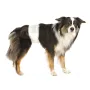 Підгузки для кобелів Trixie L-XL 60-80 см Білий 12 шт (23643)