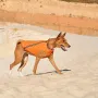 Жилет для собак Pet Fashion E.Vest S Помаранчевий (PR242429)