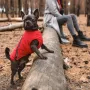 Жилет для собак Pet Fashion E.Vest M2 Червоний (PR242448)